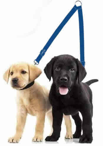 stroller leash for dog Single-to-Double Tether Leash Converter– HPZ Pet Rover