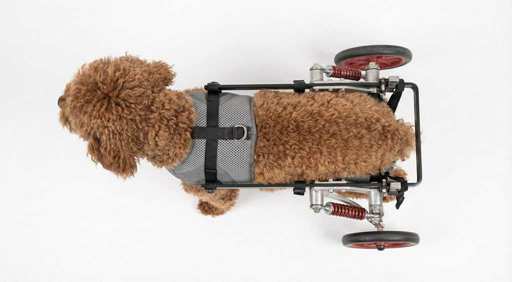 HPZ™ K9pedic Posture-Flex Sit2Stand Mobility Wheelchair for Small